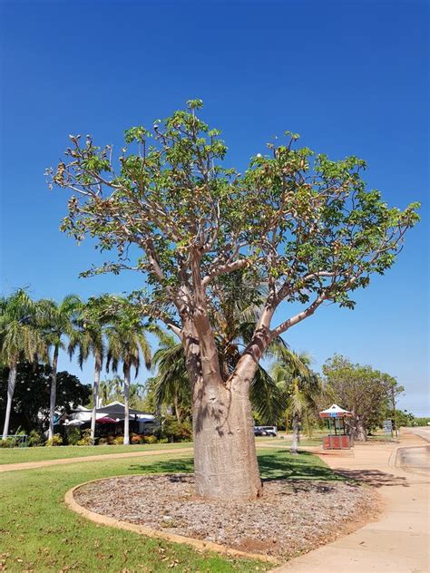 Boab Tree Stock Photo Image Of Tree Perth Kings Parks 42814536