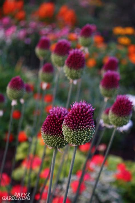 During the winter months, as outdoor gardens and flower beds sit dormant, many gardeners. Unusual Flower Bulbs for Your Garden and How to Plant Them