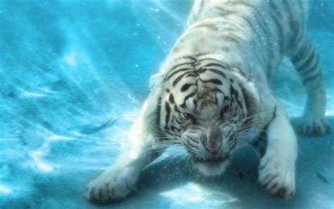 1920x1200 White Tiger Full Hd Wallpaper Photo Coolwallpapersme