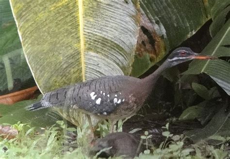 Thinking Of Birding In Costa Rica Sign Up For A Natura Birding Tour