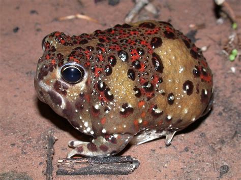 Meet Australias Desert Dwelling Frogs Australian Geographic