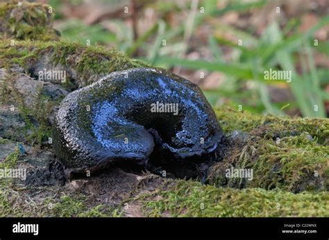 Camarops Fungus Camarops Petersii Stock Photo Alamy