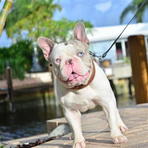 Located outside miami close to west palm beach and fort lauderdale. Poetic French Bulldogs' Kenny - French Bulldog - Puppies ...