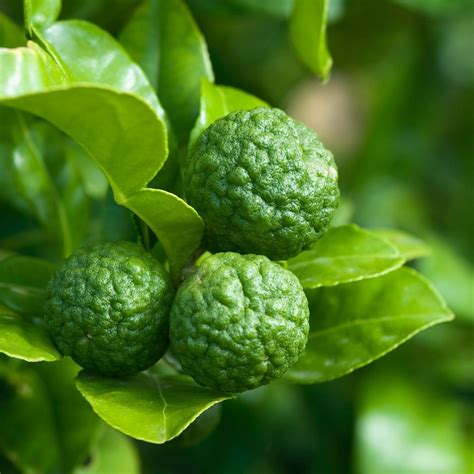 Kaffir, or keiffer thai lime trees are easy to care for and have. Kaffir Lime Oil Extract Oil Soluble - Amoretti