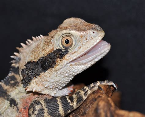 Types Of Lizards Reptile Zoo Reptile Gardens Reptile Gardens