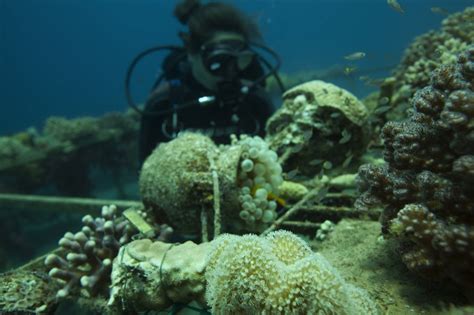 Korallenriffe sind eine gruppe von korallentieren, die eine symbiose (für beide seiten vorteilhaft) mit zooxanthellen, pflanzenähnlichen organismen, aufweisen. Israel-Schweiz Studie: Superkorallen des Golf von Eilat ...