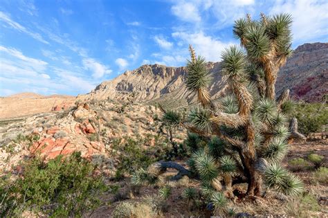 Wallpaper Mojave Desert Nature Landscape 2048x1365
