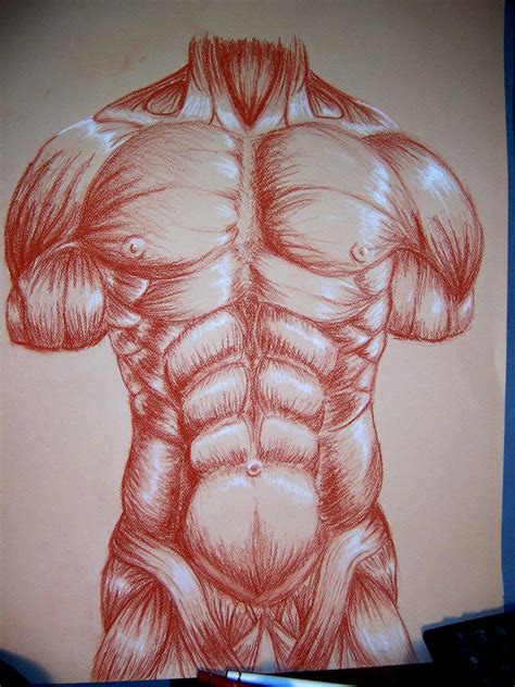 Muscle Drawing For College By Camt On Deviantart