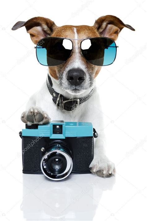 Dog Camera Stock Photo Ad Camera Dog Photo Stock Ad Dog
