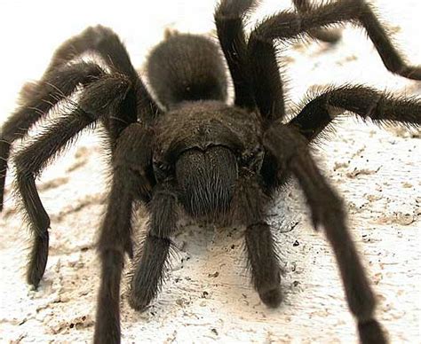 Tarantula Big Hairy Scary Spider Animal Pictures And Facts