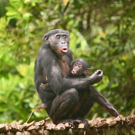 Operation Bonobo Reintroduction Complete With The Help Of An