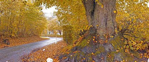 Landscape View Of Tar Road Street Leading Through Autumn Beech Tree