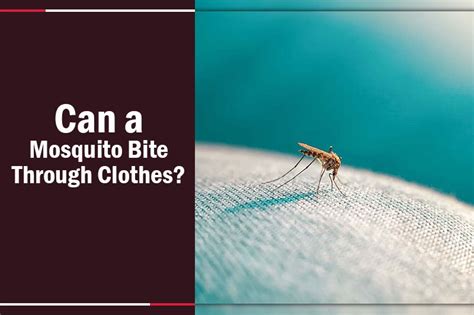 Can A Mosquito Bite Through Clothes Know Your Defense