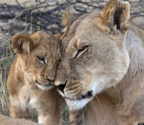 Imagenes Grandes Felinos Hermosa Imagen De Leona Con Su Cachorro 13