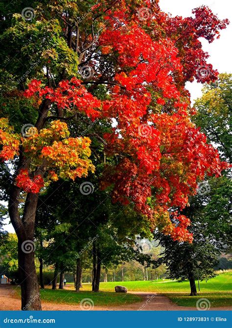 Autumn Maple Trees In Fall City Park Stock Image Image Of Autumn