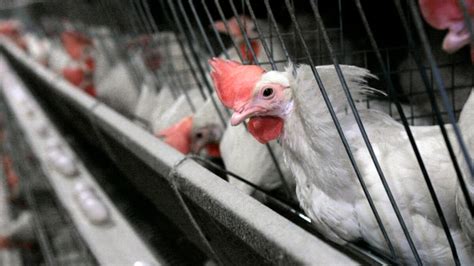 New Strain Of Superbug Traced To Chicken