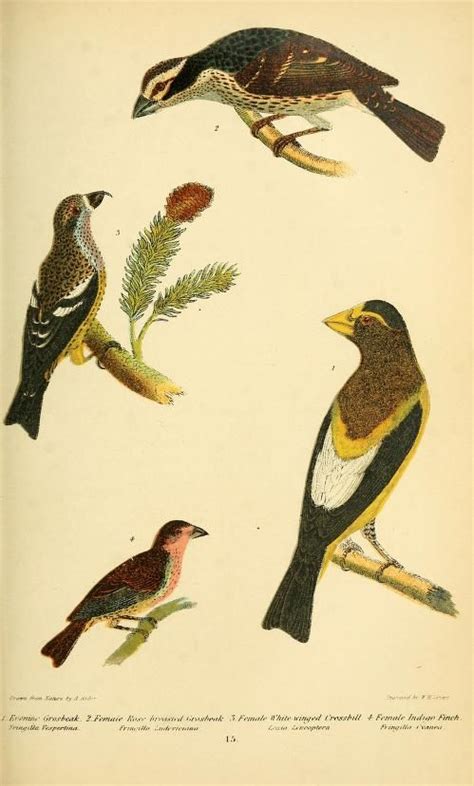 V 3 American Ornithology Or The Natural History Of The Birds Of