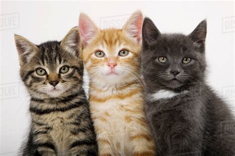 Three Kittens Side By Side Stock Photo Dissolve