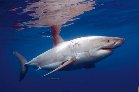 Declara La Conapesca Veda De Tiburón Blanco El Vigía