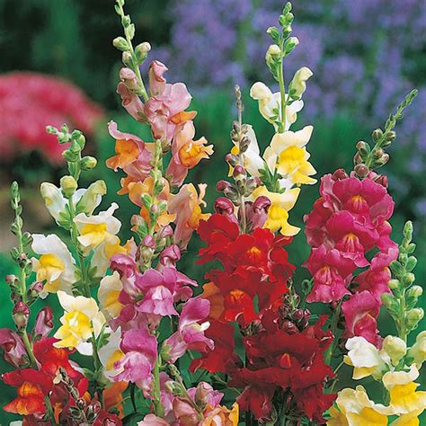 Antirrhinum Snappy Tongue Seeds From Mr Fothergills Seeds And Plants