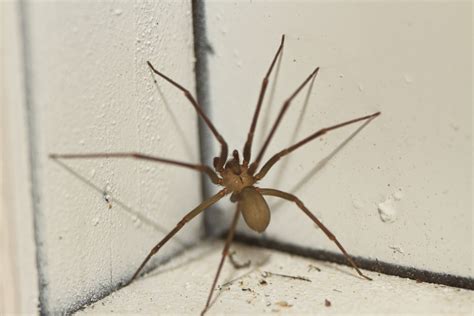 Brown Recluse Spiders: Identification, Bites and More