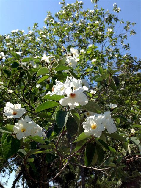 Texas Tree White Flowers Flowers Cjk