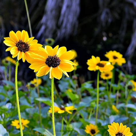 10 Native Florida Flowers for Your Garden | Florida Smart | Florida flowers, Butterfly garden ...