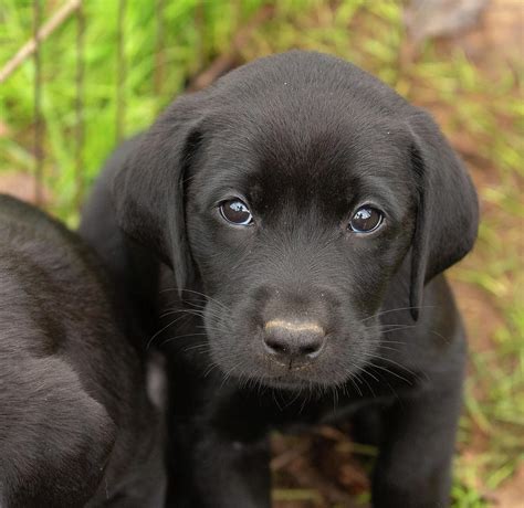 Sintético 93 Imagen De Fondo Labrador Negro Cachorro 1 Mes Alta