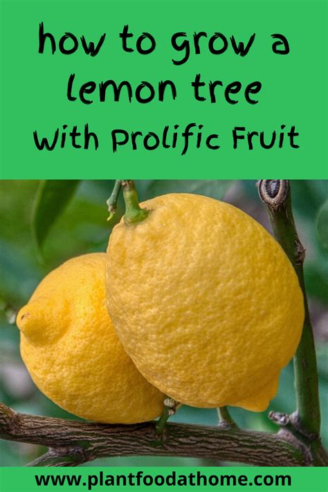 Homemade Fertilizer For Citrus Trees Plants Ba