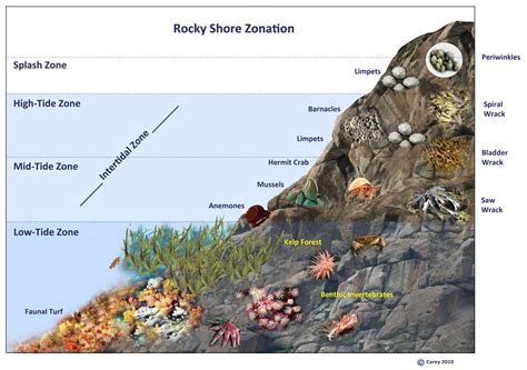 The Zones Of Intertidal Zones Intertidal