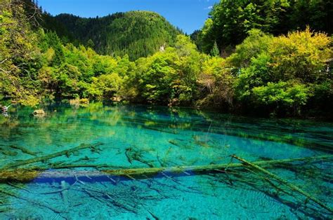 Lago Cinco Flores Na China Natureza