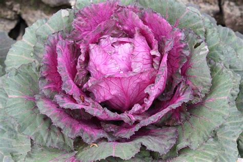 9 Top Varieties Of Ornamental Cabbage Flowering Kale