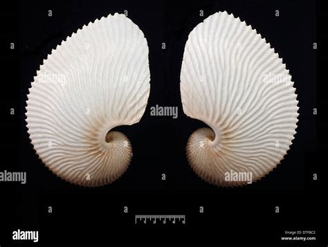 Argonauta Hians Brown Paper Nautilus Stock Photo Alamy
