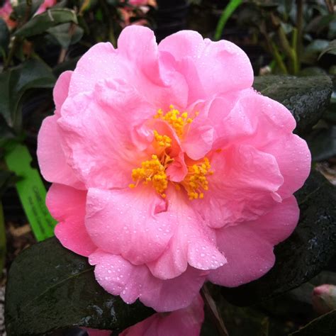 Camellia ‘pink Icicle Kiefer Nursery Trees Shrubs Perennials