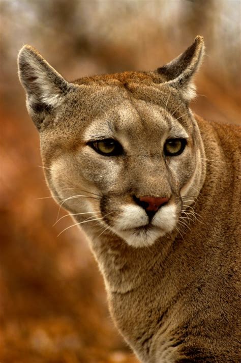 Pumas In Kanada Jagdreisenat Die Pumajagd Von Nord Bis Südamerika