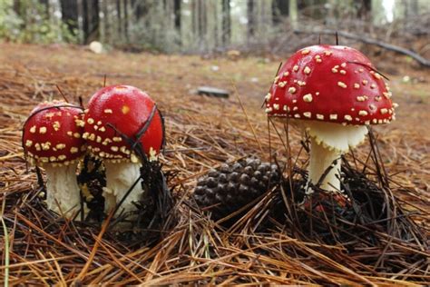 Free Picture Mushroom Fungus Nature Wood Poison Organism