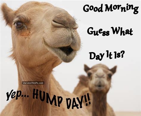 Good Morning Guess What Day It Is Yep Hump Day Pictures Photos And
