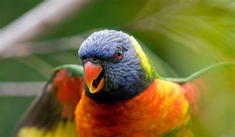 Lory Parrot Bird Tropical 44 Wallpapers Hd Desktop And Mobile