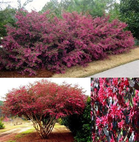 Plant trees with roots that don't spread! 26 best Hedging trees images on Pinterest | Shrubs, Red ...