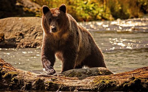 Grizzly Bears Wallpapers Wallpaper Cave