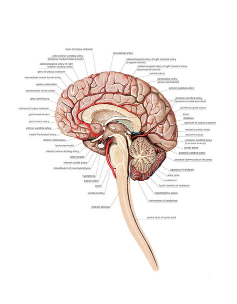 Venous System Of The Brain Photograph By Asklepios Medical Atlas Porn