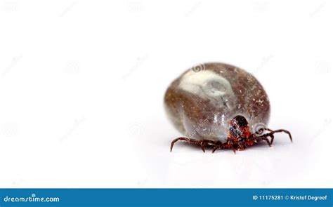 Full Tick Stock Image Image Of Blood Lyme Animal Parasite 11175281