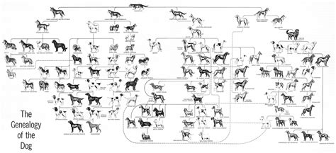 Evolution Of Dogs