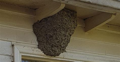 Insects Nests How To Identify And Remove