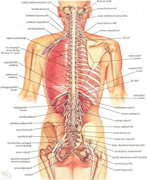 Female human anatomy internal organs diagram vector image. Female Internal Organ Diagram - koibana.info | Human body organs, Human body anatomy, Body ...
