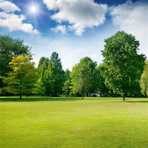 Bright Summer Sunny Day In Park With Green Grass And Trees Stock Photo