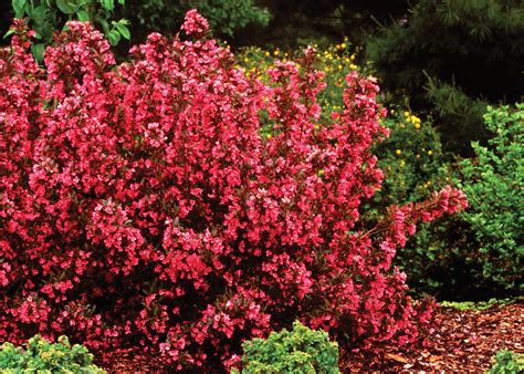 Weigela Wine And Roses®