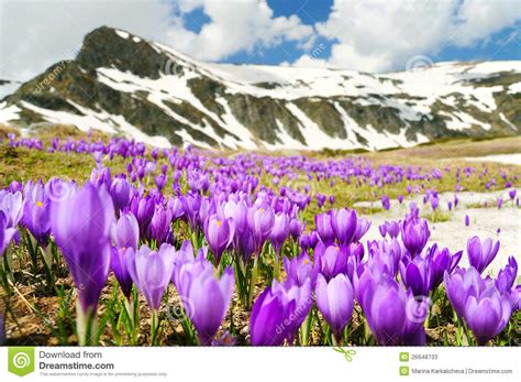 Spring Flowers In Mountains Stock Image Image Of Peak Spring 26648733
