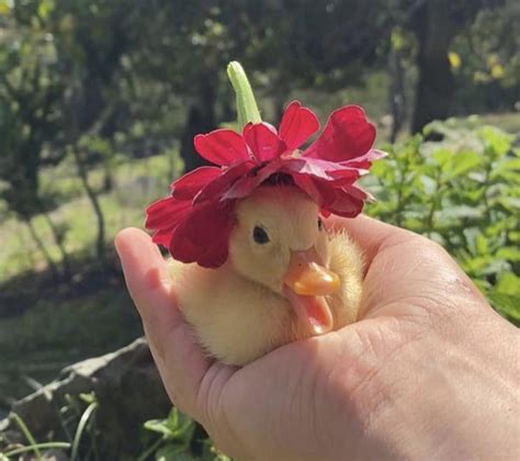 Heres A Little Duckling With A Flower Hat To Brighten Your Mood 9gag