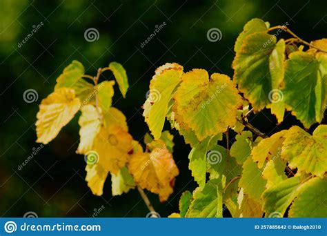 Turkish Filbert Tree Leaves In Closeup View Fall Colors Stock Photo